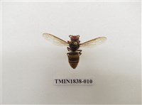 藏品(黃腳虎頭蜂)的圖片